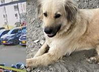 Perrito fue atropellado en parqueadero de Ibagué y murió