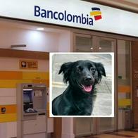Perro callejero sorprendió en cajero de Bancolombia: hay video viral en Colombia