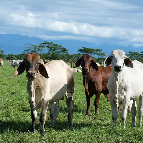 Carne bovina