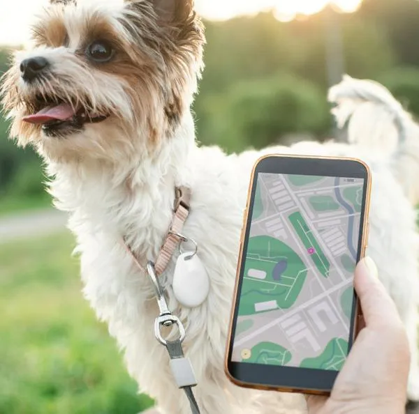 Rastreadores GPS para mascotas en Amazon: 3 opciones para perros y gatos