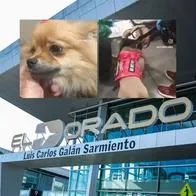 Pareja que abandonó a sus perros en El Dorado dijo que prefería sacrificarlos