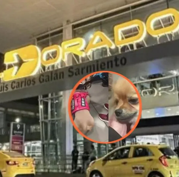 Conoce los escalofriantes detalles del abandono de dos cachorros en el Aeropuerto El Dorado. Los dueños presentaron documentos falsos. 