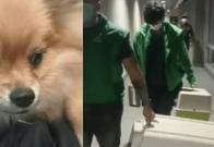 Perros abandonados en El Dorado: Distrito pedirá no devolverlos a sus dueños