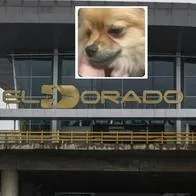 Revelan trayecto de pareja que abandonó a perros en El Dorado por documentación