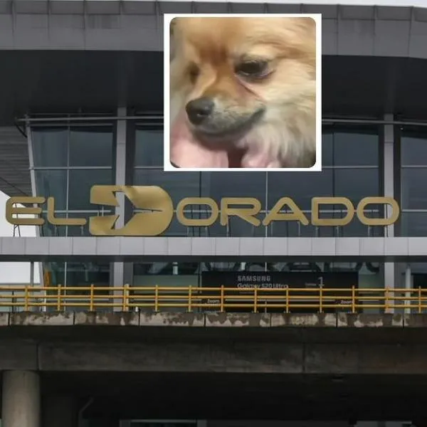 Revelan trayecto de pareja que abandonó a perros en El Dorado por documentación