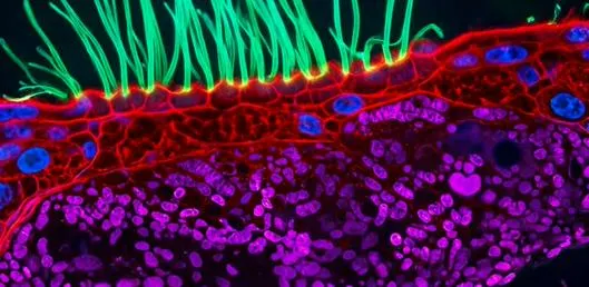 Vídeo ganador del concurso de fotografía científica de Nikon desata críticas: ¿es IA?