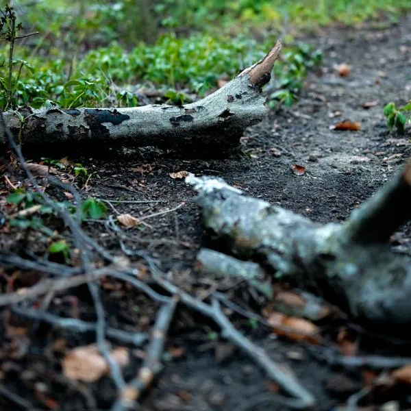 Arboles caídos