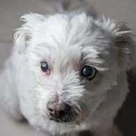 Aparecen los dueños de perros supuestamente abandonados en El Dorado