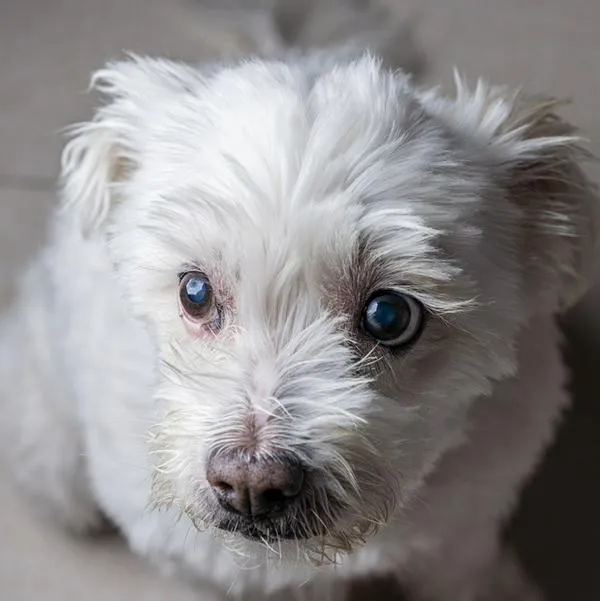 Aparecen los dueños de perros supuestamente abandonados en El Dorado
