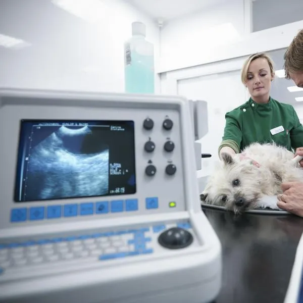 Alerta en Bogotá por robo millonario de equipos médicos en clínica veterinaria
