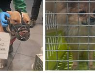 Perros aprehendidos en aeropuerto El Dorado de Bogotá, bajo el cuidado del IDPYBA mientras avanza el proceso 