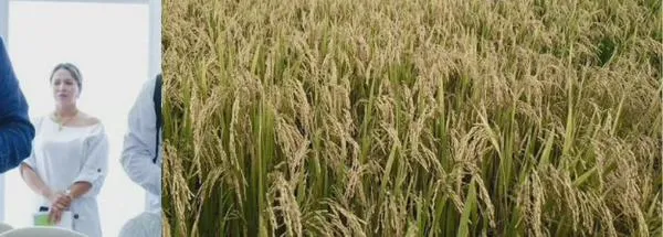 “El arroz que no se puede seguir sembrando es el de La Guajira; ya llevan cinco quiebras”: ministro