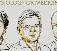 Nobel de Medicina para un estadounidense y dos alemanes por sus descubrimientos en optogenética