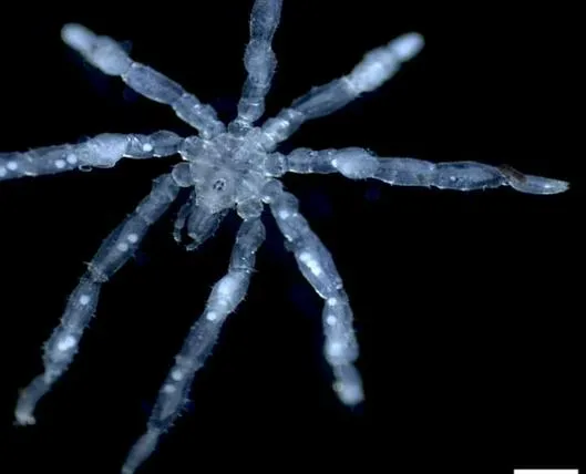 Científicos descubren nuevas especies de arañas de mar: una tiene ojos rojos y tres labios