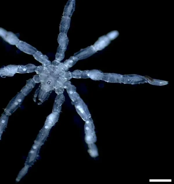 Científicos descubren nuevas especies de arañas de mar: una tiene ojos rojos y tres labios