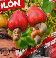 “Ya tenemos la maquinaria para transformar la nuez del marañón para convertirlo en una industria”: Juan Pablo Lafauríe