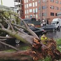 Imagen del árbol que cayó sobre un carro en Engativá, Bogotá