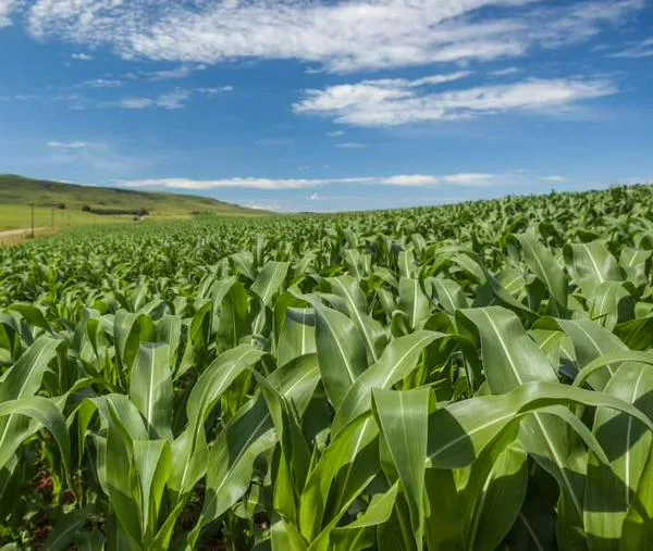 Gobierno derogó las APPA en cinco municipios de Sabana Centro