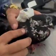 Paloma