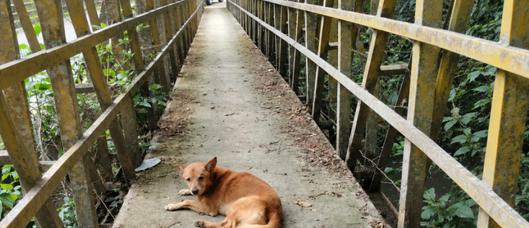 Alerta en Ibagué por perro en estado vulnerable cerca del puente hacia San Bernardo: comunidad pide ayuda para su rescate