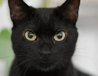 Bogotá tendrá jornada de bienestar animal el 8 de octubre: asiste con tu perro o gato a la Alcaldía Local Ciudad Bolívar 