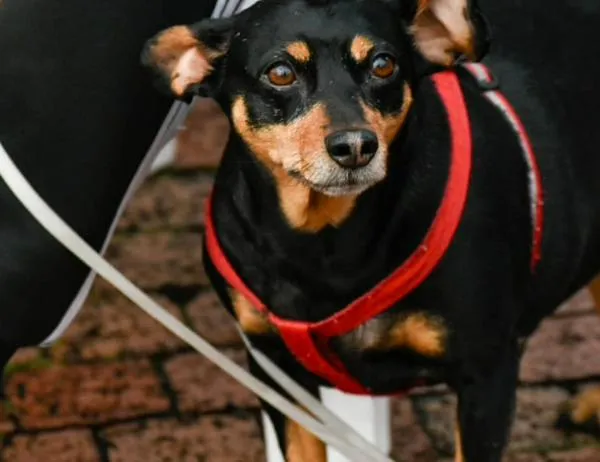 Bogotá ofrece atención veterinaria, esterilización y adopción responsable este 9 y 10 de octubre en La Candelaria 