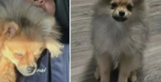 Mascotas quedan solas en el aeropuerto El Dorado tras falla con empresa de transporte: el caso de Ryny investigado por autoridades
