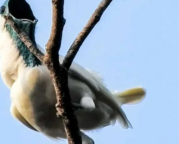 ¿Por qué algunas aves cantan tan fuerte? El récord lo tiene un pájaro suramericano