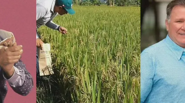 Del “vamos a sembrar arroz” de Diomedes al “no sembremos arroz” del ministro Dangond