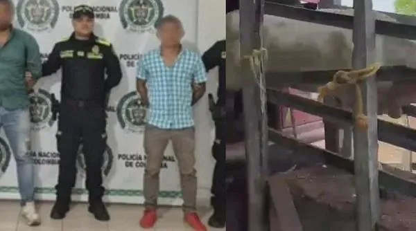 ¡Golpe a los cuatreros! Tras persecución por carreteras del Cesar, Policía recupera 58 reses robadas; cinco capturados
