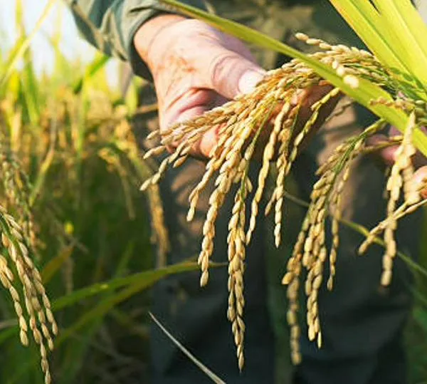 Minagricultura solicita a la banca flexibilizar créditos para arroceros de Casanare