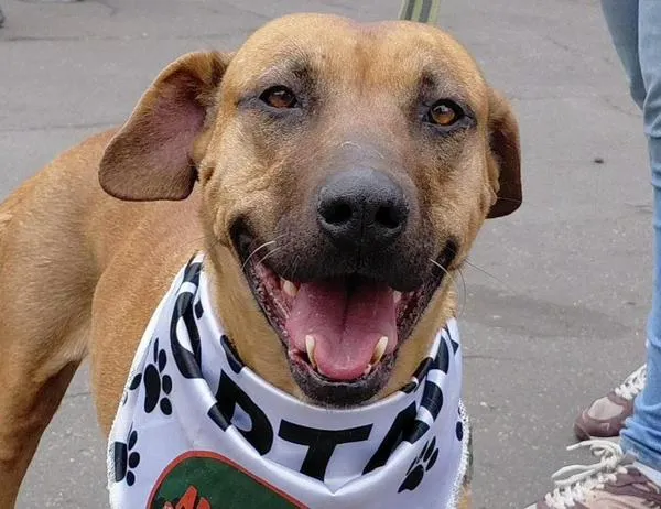 Participa en una nueva jornada de adopción de perros y gatos en Cafam Floresta este sábado 10 de octubre 