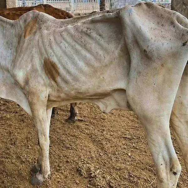 Llueve en el Cesar, pero el ganado sigue flaco: crisis obliga a productores a vender sus animales