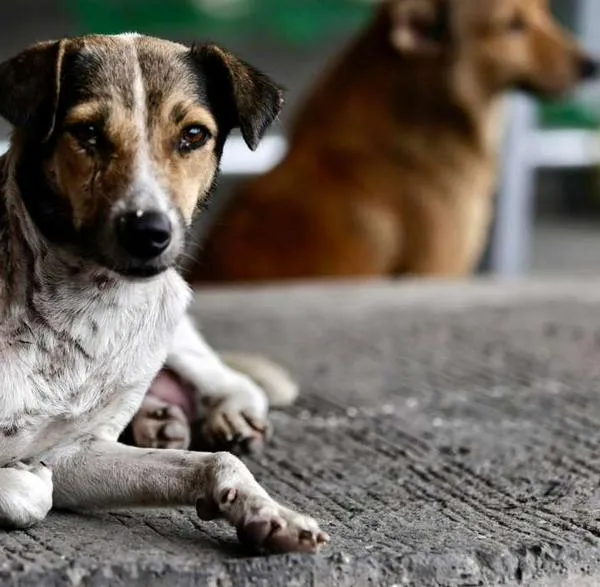 Los perros grandes envejecen más rápido que los pequeños. La explicación estaría en su ADN