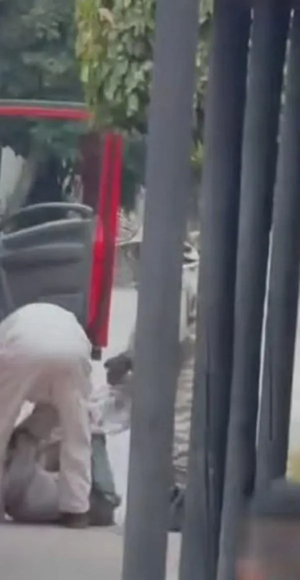 Un enjambre de abejas atacó a un hombre en silla de ruedas en Codazzi: está en UCI