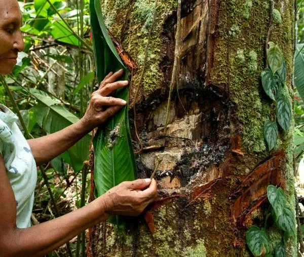La guerra de las Farc que puso en riesgo la existencia de cinco pueblos indígenas