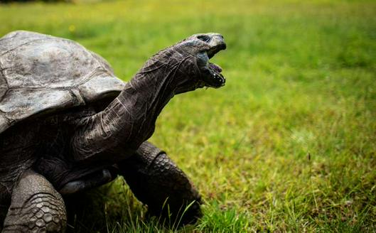 El secreto genético de Jonathan, la tortuga más longeva del mundo, abre pistas sobre longevidad en humanos