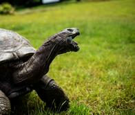 Esta tortuga ha vivido 194 años: su ADN reveló pistas sobre el envejecimiento