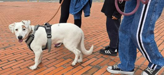 Gestores del Orden en Bogotá: apoyo social y rescate en el parque Bicentenario evidencian su labor humanitaria