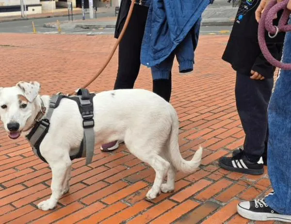 Un Gestor del Orden salvó dos vidas en Bogotá: la de un habitante de calle y la de su perrita 