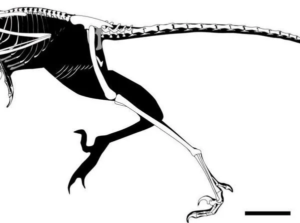 Descubren una nueva especie de ave de hace 150 millones de años, aunque con algo inusual