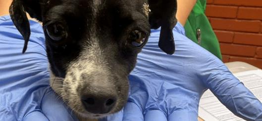 Nueve perros rescatados de criadero ilegal en Kennedy tras operativo de la Policía y el IDPYBA en Bogotá