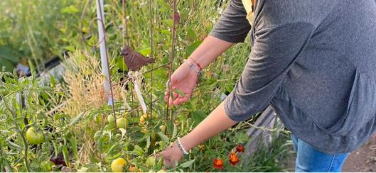Taller gratuito de arqueobotánica en Maloka Bogotá permitirá explorar evidencias vegetales y microscopía aplicada al patrimonio