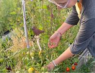 Descubre lo que revelan las plantas sobre las antiguas civilizaciones en taller gratis en Maloka 