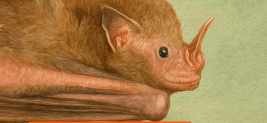 Observatorio Ambiental de Bogotá invita a ciudadanos a aportar fotografías de murciélagos para enriquecer la Guía Bogotá Silvestre