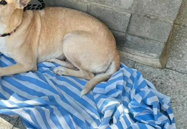 ¿Qué pasa con la alimentación de animales en Nuevo Latir? Así respondió Protección Animal
