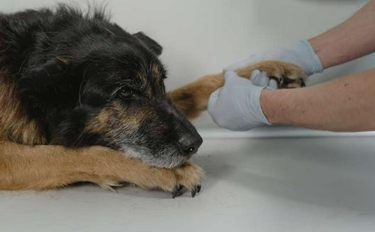 Corte Constitucional de Colombia elimina la vejez extrema como motivo legal para el sacrificio de animales