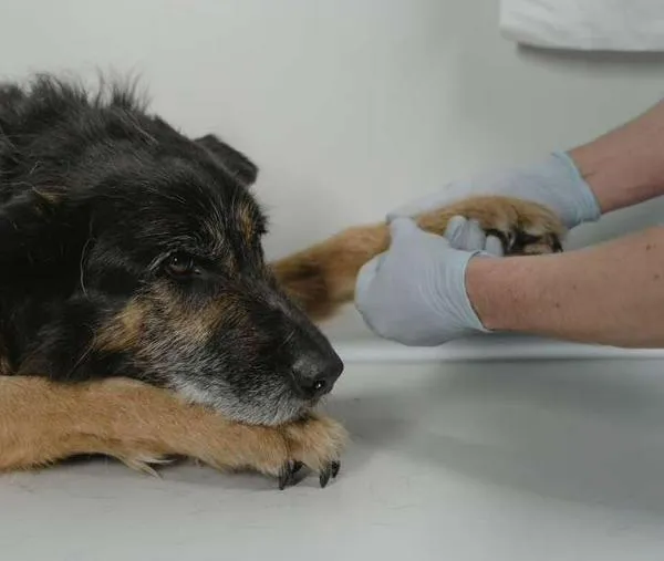 Corte Constitucional prohíbe sacrificar animales por vejez extrema en Colombia