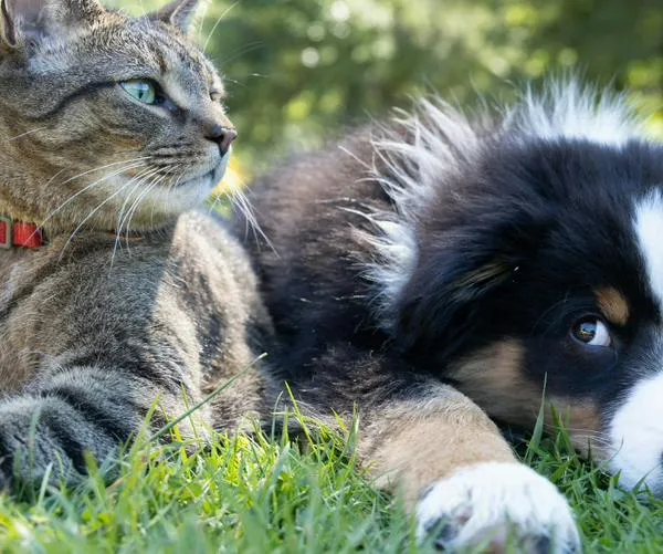 Corte Constitucional prohíbe sacrificar animales por vejez extrema en Colombia