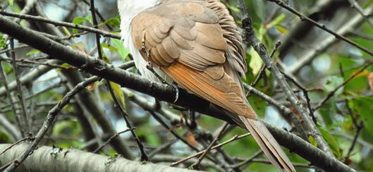 Bogotá fortalece la observación de aves en el October Big Day 2026 con amplia participación ciudadana y registro de especies migratorias